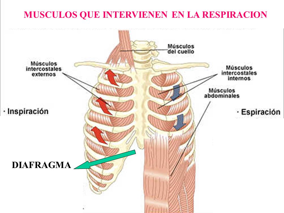 Musculos que intervienen en el proceso de la inspiracion